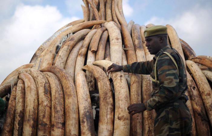 IUCN: African elephants face extinction amid mass poaching