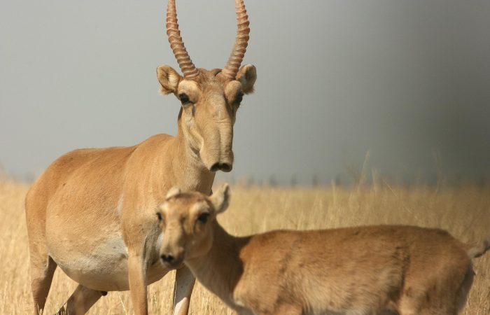 Kazakhstan reports rare antelope rebound after mass die off