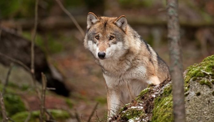 Slovakia finally bans wolf hunting