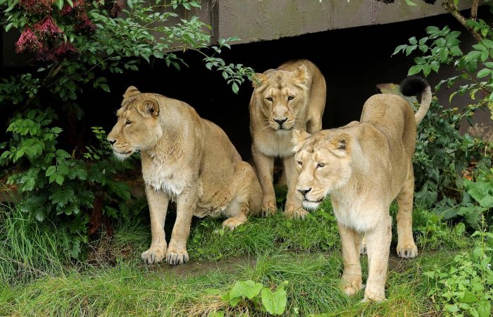 Lions in Singaporean parks infected with COVID-19