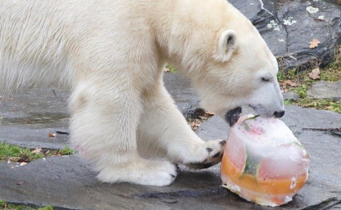 Berlin Zoo loses last polar bear as Katjuscha dies