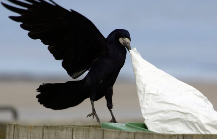Crows may soon be Sweden’s newest litter pickers