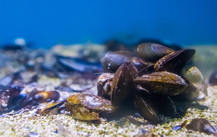 Mussels could play crucial role in microplastic cleanup