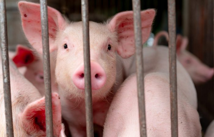 Case of African swine fever confirmed in Italy