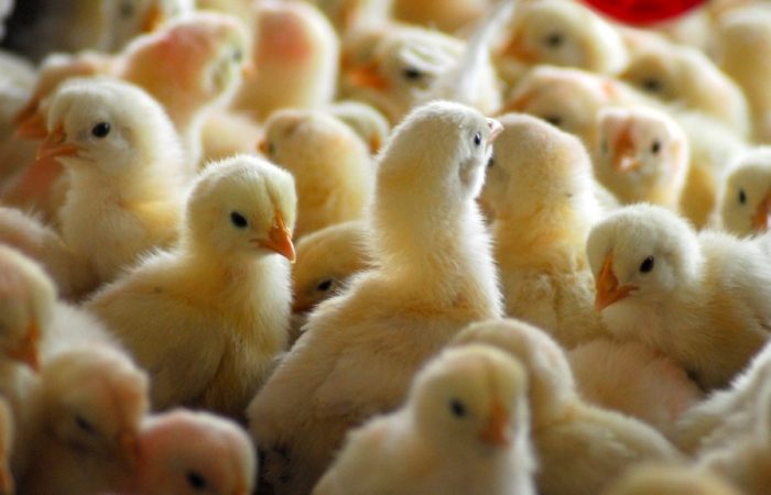 France orders another mass poultry cull to avert bird flu spark