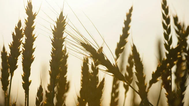 Japanese farmers plan to switch to wheat instead of rice due to high prices
