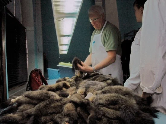 Denmark says it’s a mistake to kill millions of minks because of coronavirus