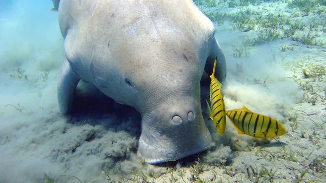 Dugongs are completely extinct in the seas around China
