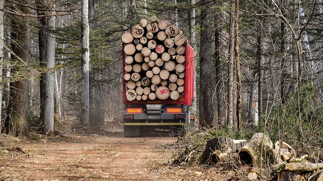 Firewood export ban comes into force in Hungary